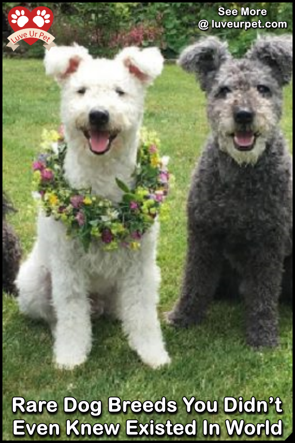 luveurpet's tweet image. Rare Dog Breeds You Didn’t Even Knew Existed In World
luveurpet.com/rare-dog-breed…
#rare #raredogs #breed #dog #dogbreed #world #luveurpet