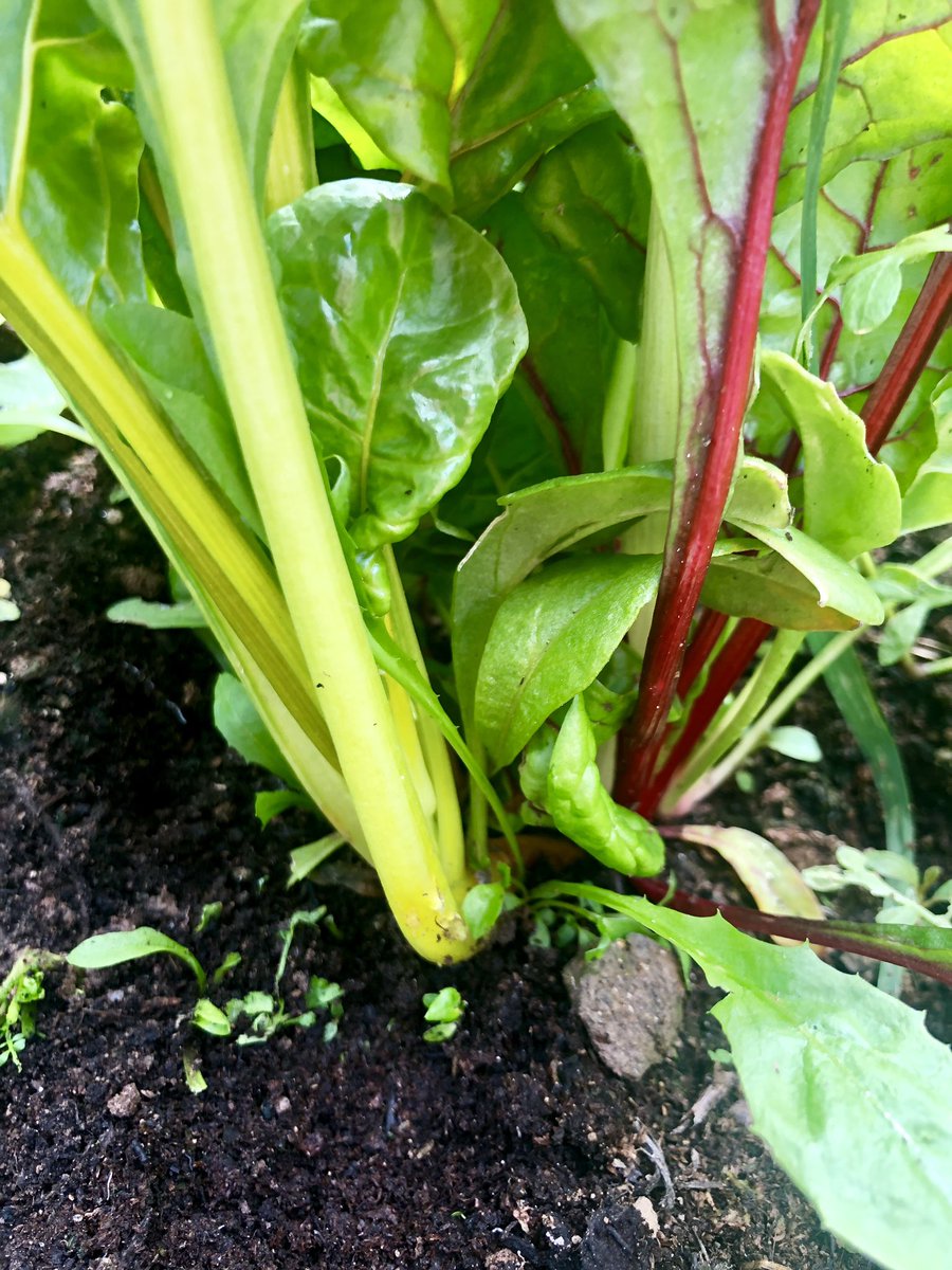 JaniceCaseyB's tweet photo. Coming along nicely ❤️❤️☘️☘️ #giy #vegpatch #fromseedtoplate #familytime #chard https://t.co/Vjemq9s83B