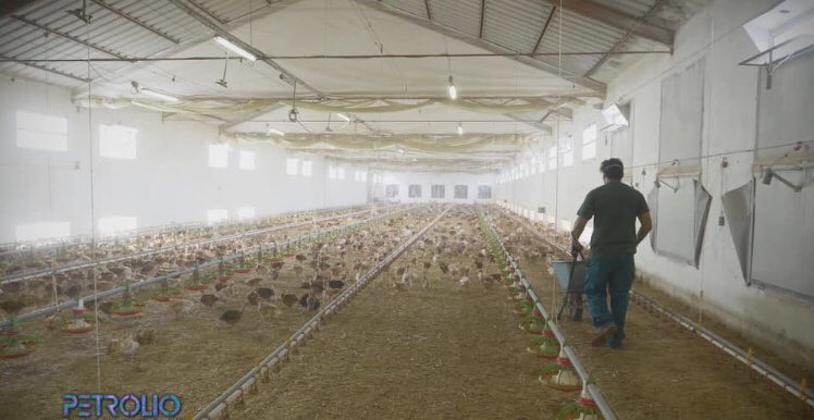 PetrolioRai's tweet photo. Quali sono le differenze tra una carne allevata in modo tradizionale ed una allevata in modo biologico? #BioEvolution ora su @RaiUno https://t.co/bHM04GsDeI