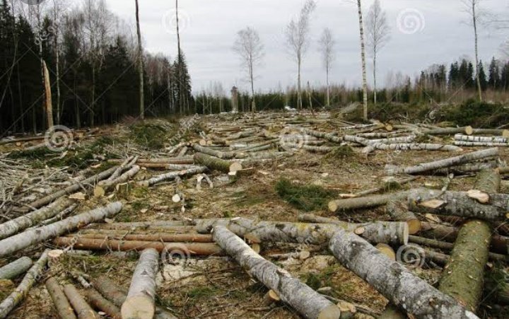 Cutting down forests. Вырубка леса в малайзии. Cutting down forests. Лесоруб почвы. Environmental protection презентация.