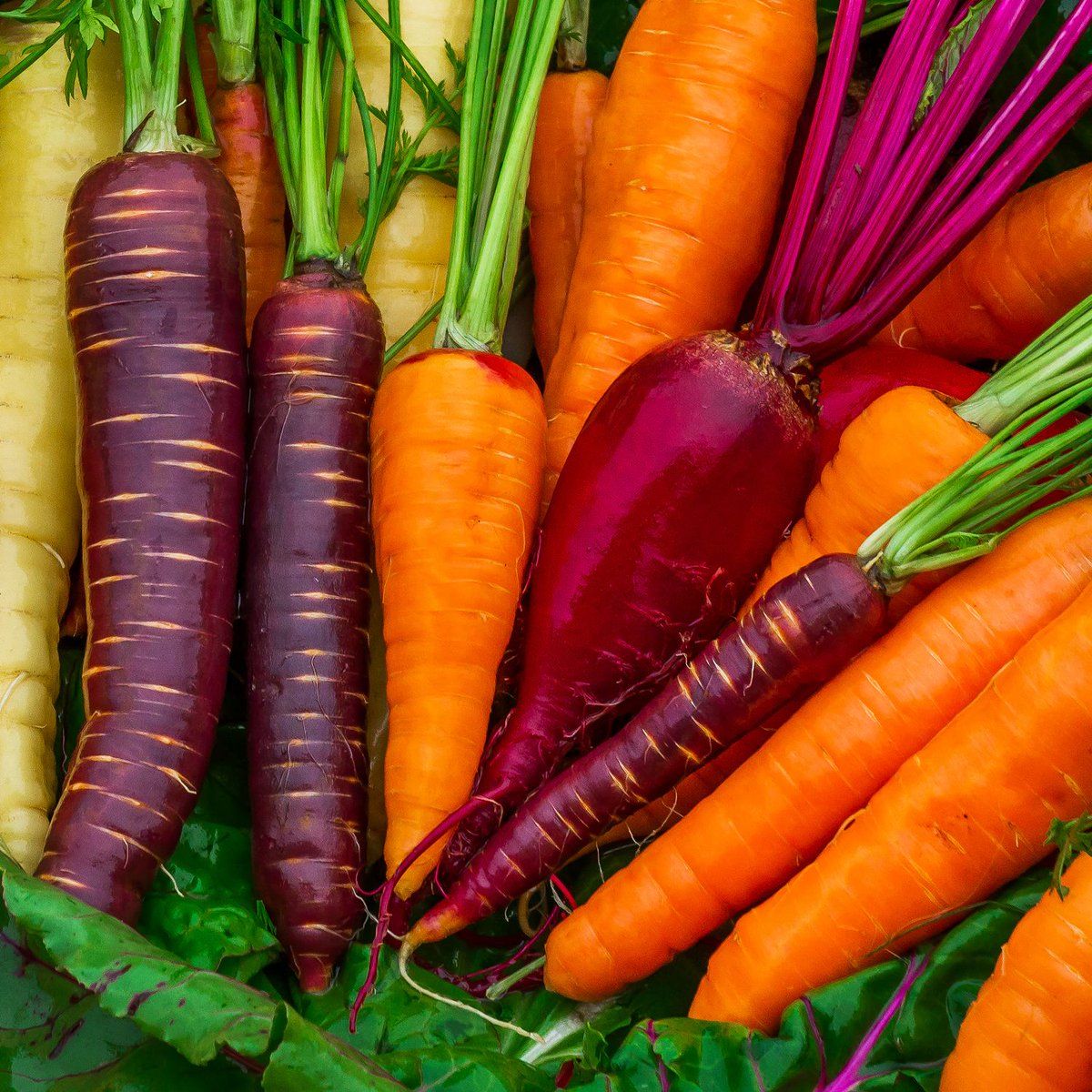 FAOKnowledge's tweet photo. #Biodiversity reveals the treasures all around us

How local varieties can support nutrition and food security

👉 https://t.co/qErgQCkHSR 

#ZeroHunger #SDG12 https://t.co/BzGZZ4dwox