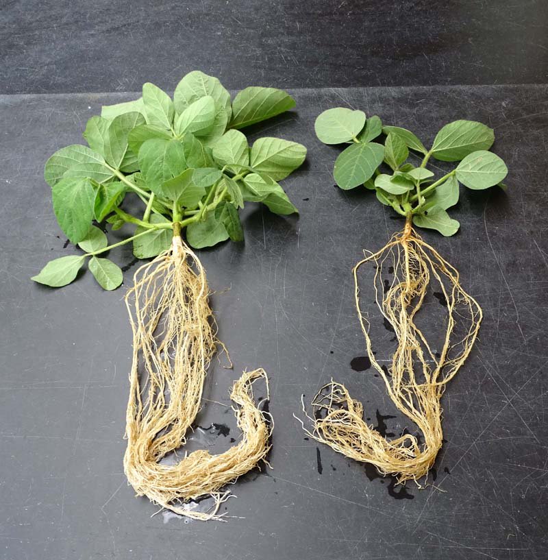 ASA_CSSA_SSSA's tweet photo. Plant #roots complete a cycle in the #soil. The deeper they go, the more benefits they provide to soil fertility and stable #carbon storage in soils:  https://t.co/6IVKlGVlug https://t.co/QgJ4ZiS5f6