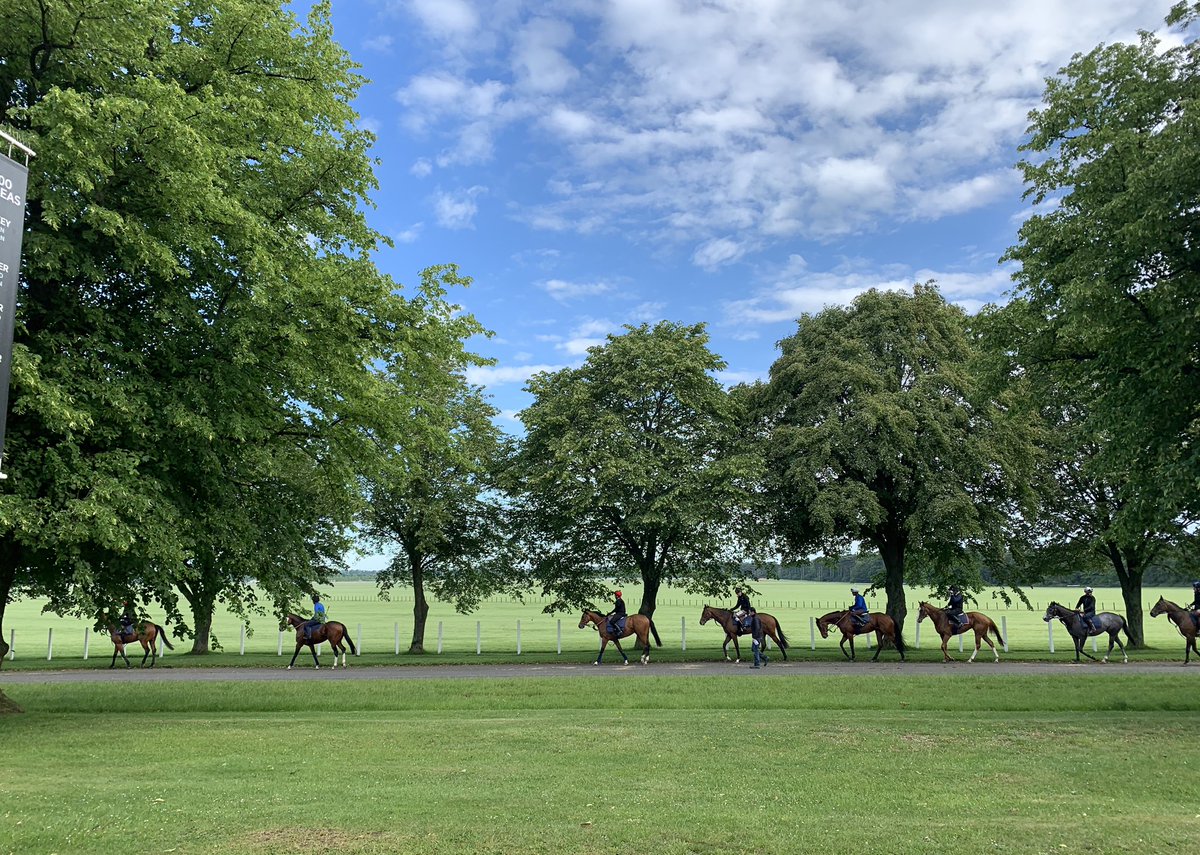 MarcoBotti's tweet photo. The sun is finally out for the #SaturdayMorning workers heading to the @NewmarketGallop grass gallops๐๐ปโ๏ธ #teambotti #racehorses #gallopmorning https://t.co/ucxwiQnRPV