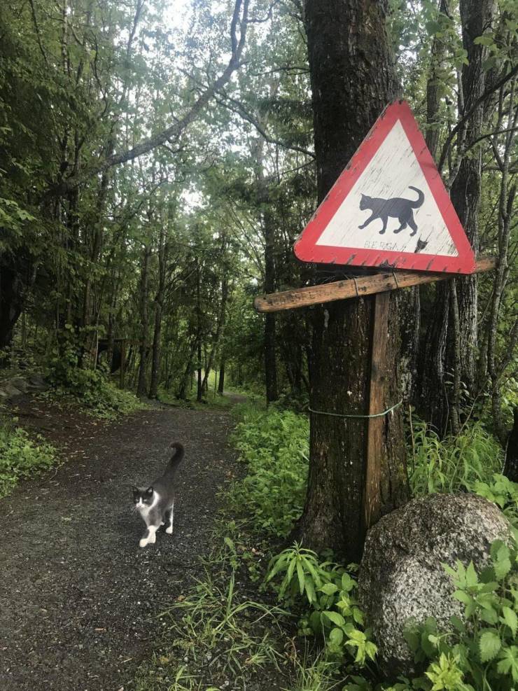 DickKingSmith's tweet photo. Cat imitates sign.
#Caturday https://t.co/nsMaz272ki