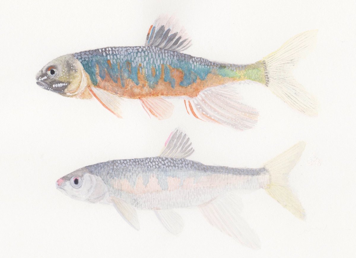 Diadromous オイカワ Opsariichthys Platypus 初夏に 婚姻色 と呼ばれる派手な体色になり 繁殖期を迎える Opsariichthys オイカワ 水彩画 婚姻色 淡水魚 川魚 魚 Diadromous オイカワ Opsariichthys Platypus 初夏に 婚姻色 と呼ばれる派手な体色になり 繁殖期を迎える Opsariichthys オイカワ 水彩画 婚姻色 淡水魚 川魚 魚