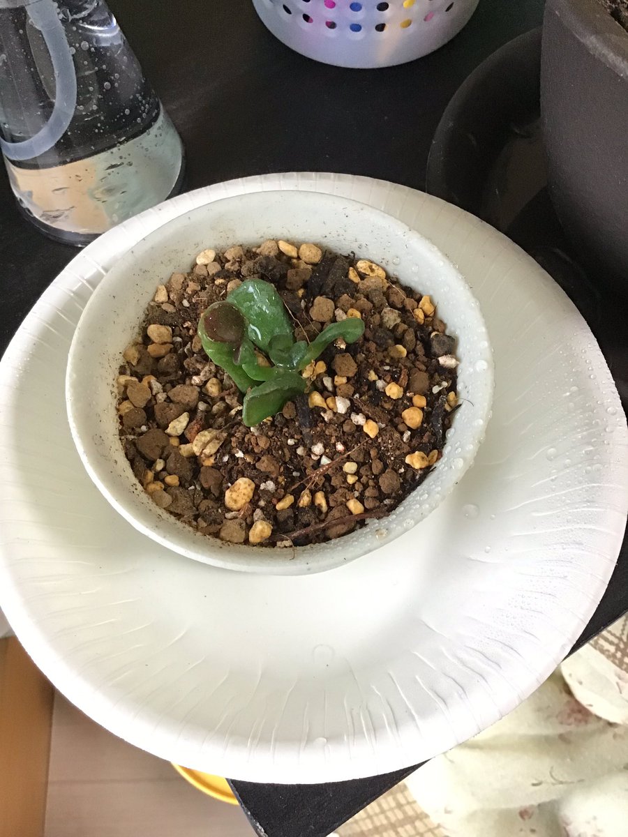 椎虫 宅配で小さい植木鉢が届いたので職場の人からいただいたゴーラム の苗を植えました 月に一度霧吹き 水揚げすぎると腐っちゃうみたいです こいつもすくすく育ってくれるといいな