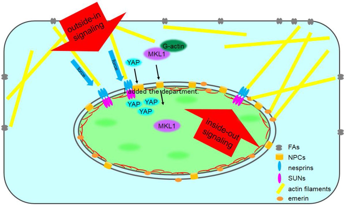 Cells_MDPI's tweet image. #mdpicells New #publication  👉#Signal_Transduction across the #Nuclear_Envelope: Role of the #LINC_Complex in Bidirectional Signaling
@MDPIOpenAccess #mechanotransduction
📌mdpi.com/2073-4409/8/2/…