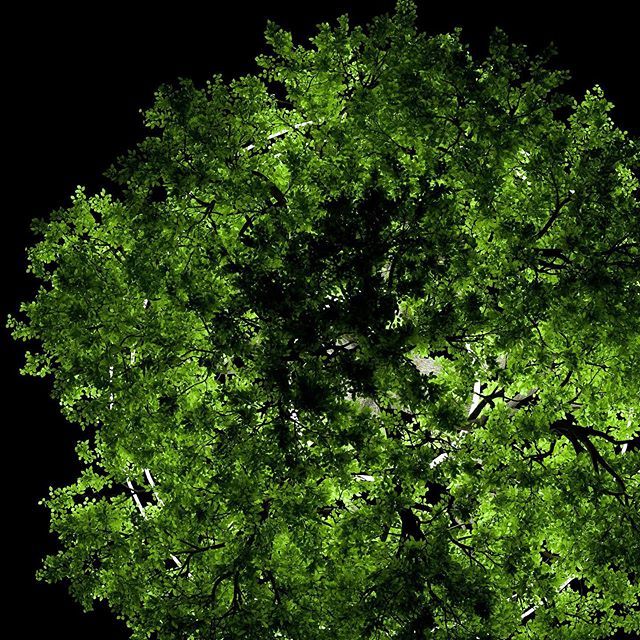 #octane #c4d #lights #trees #treestuff #trippy #3d #3ddesign #render #cinema4d #raytracing #leaves #spring #summer #leaves #transmission bit.ly/2WK3Yy0