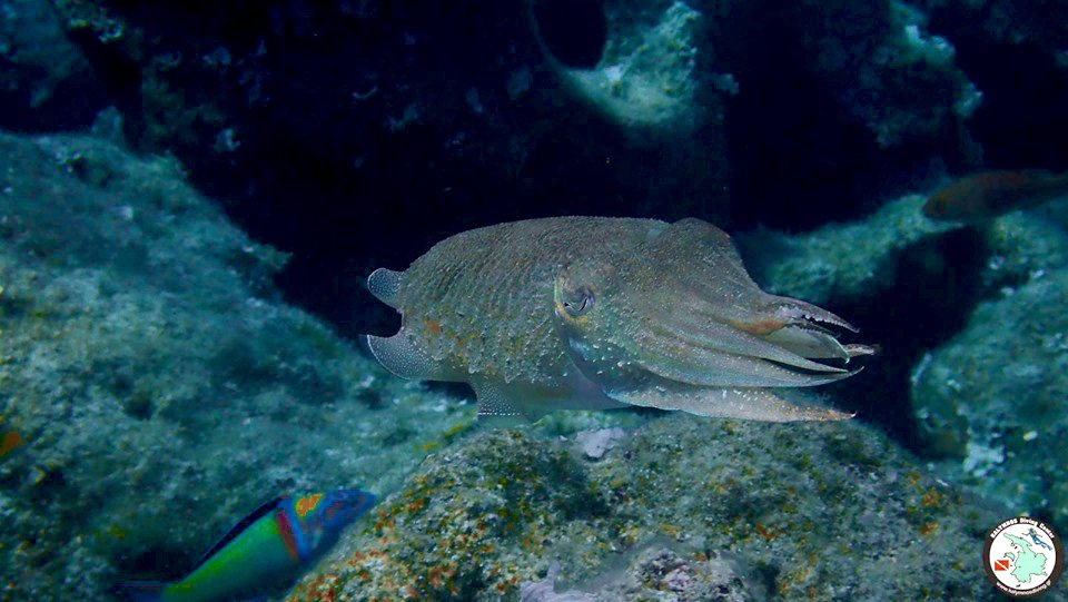 TrainingScuba's tweet image. Have a read of our recent interview! nenelocal.co.uk/2019/06/scuba-… #Northampton #scubadiving #adventure #PADI #scuba #Northamptonshire #fun #relaxation #travel #business