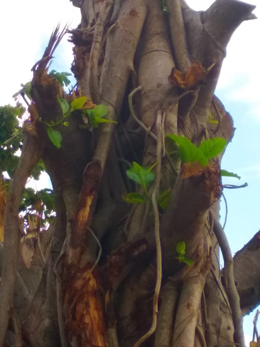 FaniRestoration's tweet photo. Banyan tree survived after replantation.#FaniRestoration https://t.co/Q0flTEl3Cv