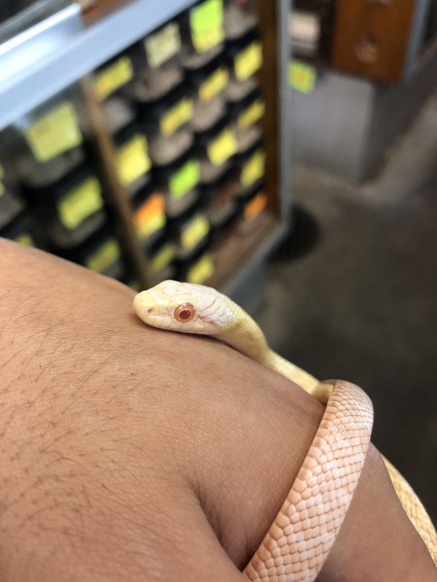 お問い合わせの多い、アルビノクナシリアオダイショウの画像です。
残り3匹、全部♀です。🐍