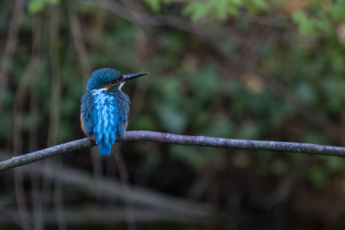 Wildlifehappens tweet media