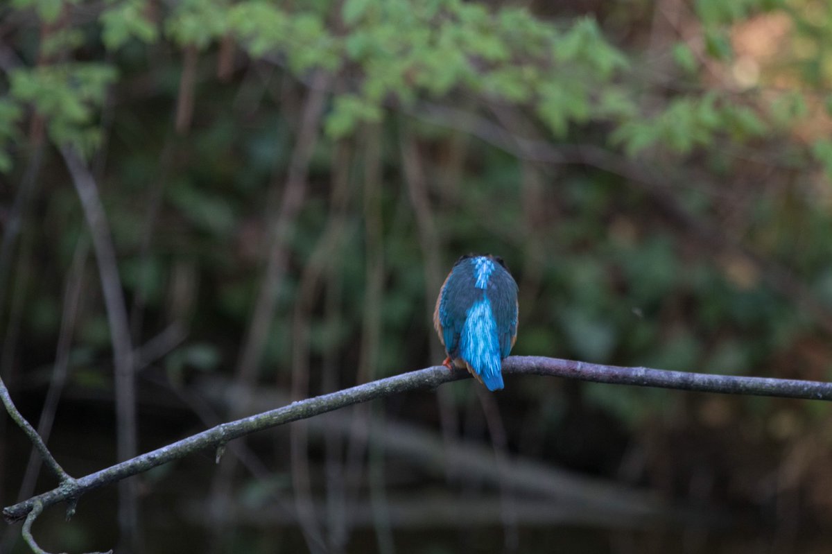 Wildlifehappens tweet media