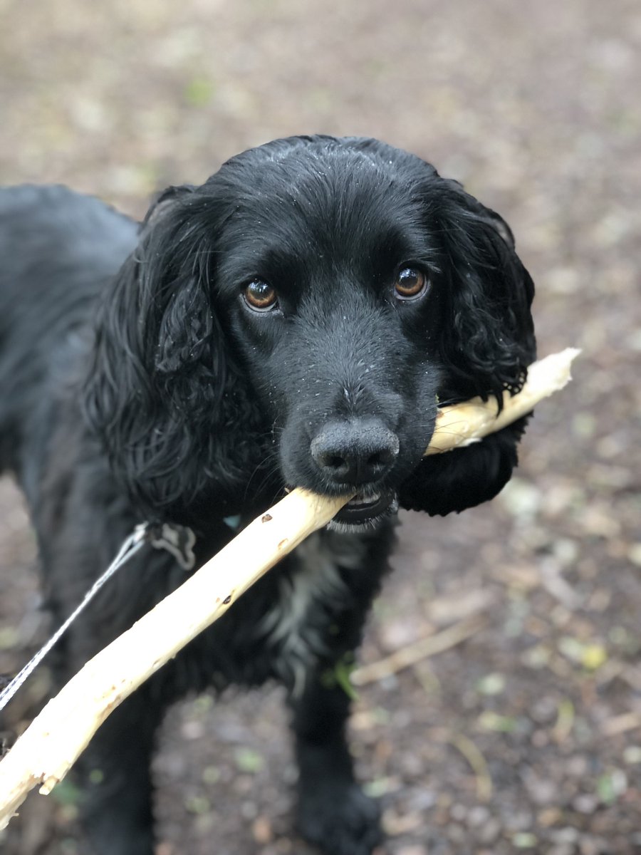 CountryCreat's tweet photo. Another walk, and the presentation of another stick! 🥰 #dogwalker #dogwalkerpershore #Pershore https://t.co/MwiKQnWJ2t