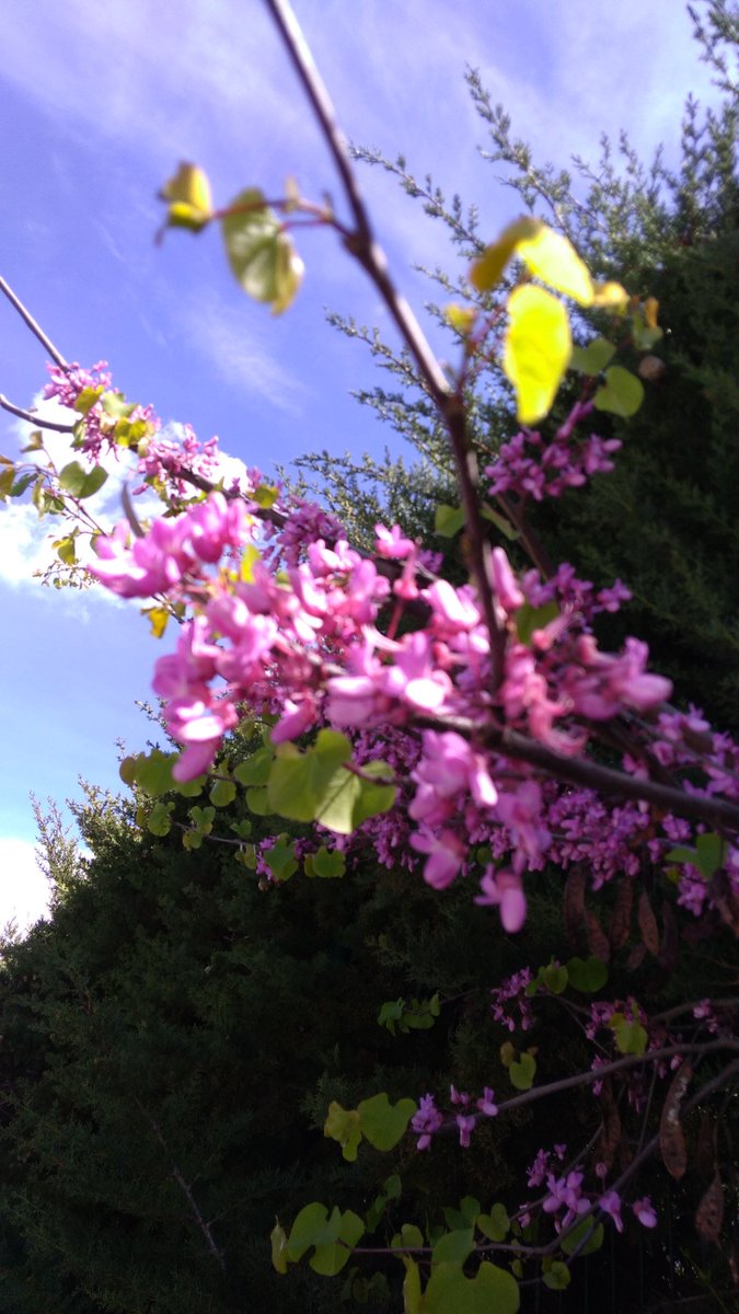 SciCom15's tweet photo. 🌺🌿[Angiosperme n°11] 🌿🌸
Cercis siliquastrum, Linné 
Famille : Fabaceae
Nom vernaculaire : Arbre de Judée
01/04/2019- Montpellier
en + : Le #Jardin des plantes de Montpellier a un arbre de Judée de 400 ans !
#SciCom #Angiospermes #nature #fleurs #flower #Science #botanique https://t.co/mXedOyAc1x