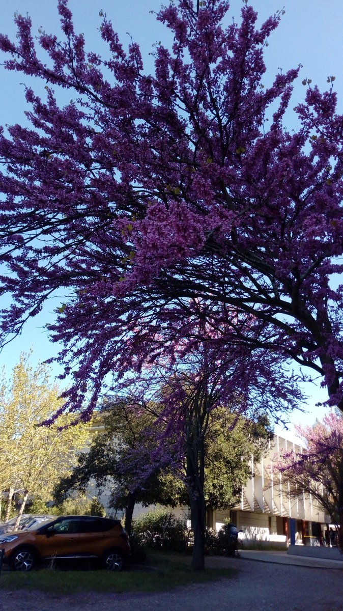 SciCom15's tweet photo. 🌺🌿[Angiosperme n°11] 🌿🌸
Cercis siliquastrum, Linné 
Famille : Fabaceae
Nom vernaculaire : Arbre de Judée
01/04/2019- Montpellier
en + : Le #Jardin des plantes de Montpellier a un arbre de Judée de 400 ans !
#SciCom #Angiospermes #nature #fleurs #flower #Science #botanique https://t.co/mXedOyAc1x