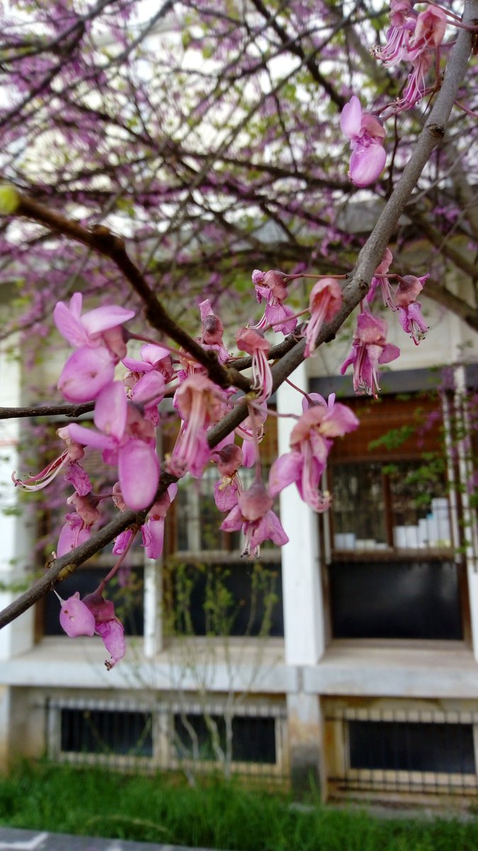 SciCom15's tweet photo. 🌺🌿[Angiosperme n°11] 🌿🌸
Cercis siliquastrum, Linné 
Famille : Fabaceae
Nom vernaculaire : Arbre de Judée
01/04/2019- Montpellier
en + : Le #Jardin des plantes de Montpellier a un arbre de Judée de 400 ans !
#SciCom #Angiospermes #nature #fleurs #flower #Science #botanique https://t.co/mXedOyAc1x