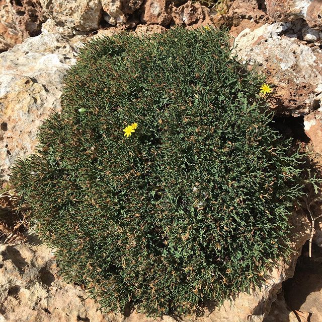 alphaprojectib's tweet photo. #biomflora #flora #love #for #nature #biology #biodiversity #plant #botany https://t.co/I8hfyepu03