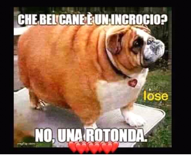 Luca Il Buongiorno Cinofilo