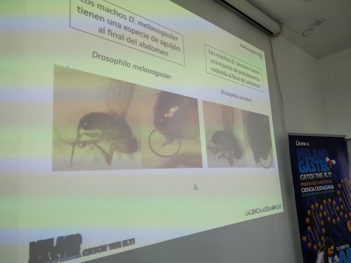 LCATMon's tweet photo. Identificación y clasificación de especies de #Drosophila 2o día del #TeachAndFly de #MelanogasterCTF #cienciaciudadana en #Genomica de @LCATMon @GonzalezLab_BCN con profesores de #IES de #Valencia #Andalucia #Navarra #CastillaLaMancha #Aragón #Catalunya en el @IBE_Barcelona https://t.co/r9zeHCCppY