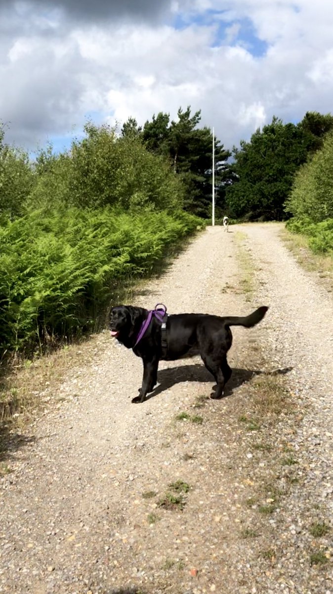 olive_blacklab's tweet photo. @JustGeorgeGR @Amadeusivan @sidneychoccy @Treacle_Vizsla @BonnieBT13 @baggiekev64 @Yellowonetsy @ChampionWebb @AlmatheVizsla @stephyhulf @baconsaturday @ILuvLenny I had a dry & sunny zoomies with PoppyPointer over the ranges #flagsdown ππ https://t.co/JIFwhh4yPA