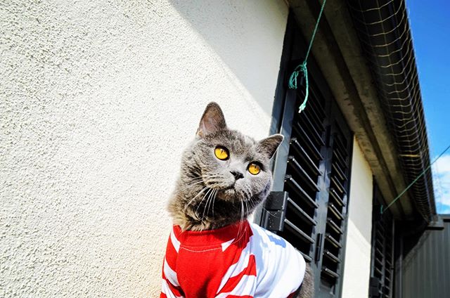 RonaldAndMarley's tweet photo. 🐱💭What is a cat’s favorite🐈 subject📚 in school🏫? 🎼🎧🎹🎺🎸Mew-sic🥁🎷🎶🎵🎻 #caturday #summer #june #pawties #meow #miau #britishronald #misterronald #sunnyday #topmodelmeow #britishshorthair #catchingsomerays☀️😎 #goodboy #catsofworld #catcuteness https://t.co/41VVaqb8x7 https://t.co/SBu2rUWl91
