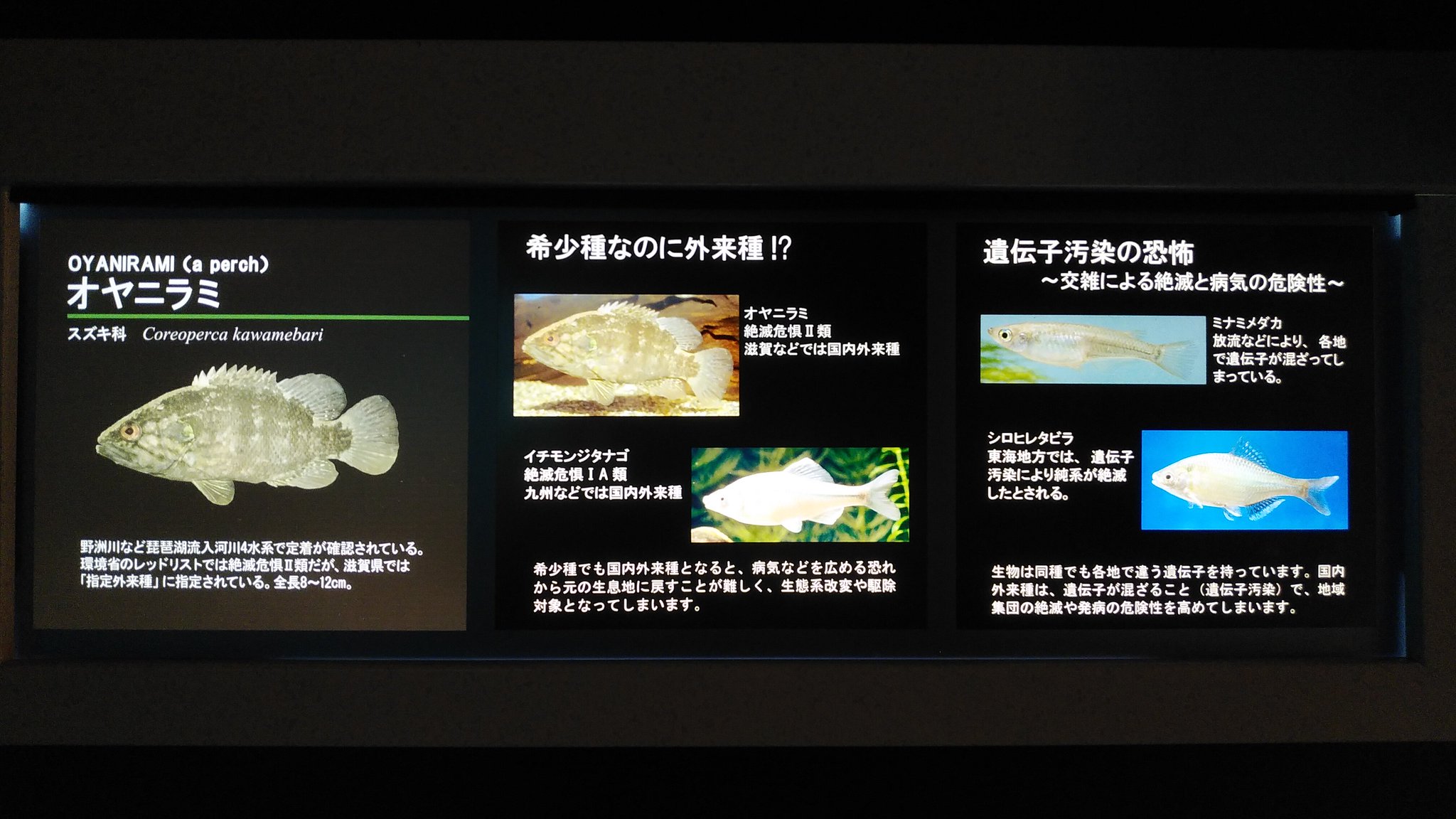 Corydoras Sterbai ナガレカマツカを見に琵琶湖博物館へ カマツカが前評判ほど砂に潜ってないのはともかくナガレカマツカのカマツカ離れした活発さは個体差なのか種の特徴なのかが気になるところ にしても以前は他地域の希少種として展示されてた Corydoras Sterbai ナガレカマツカを見に琵琶湖博物館へ カマツカが前評判ほど砂に潜ってないのはともかくナガレカマツカのカマツカ離れした活発さは個体差なのか種の特徴なのかが気になるところ にしても以前は他地域の希少種として展示されてた