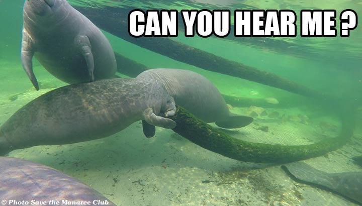 savethemanatee's tweet photo. Happy weekend!
https://t.co/fjgE2vOaNJ https://t.co/tmBEMtjOAL