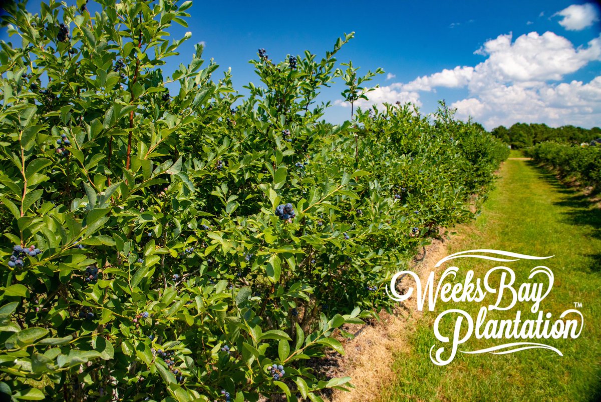 It’s blueberry-iffic day at Weeks Bay Plantation! We’re open for organic blueberry picking until noon and then the gates open back up at 4pm for our last Harvest Night Celebration of the spring season! #organic #blueberry #upick #harvestnight #livemusic 
Photo by Stephen Savage