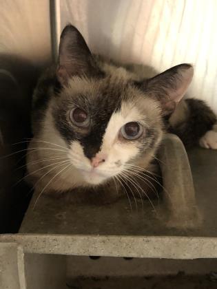 Morris Animal Refuge tweet media