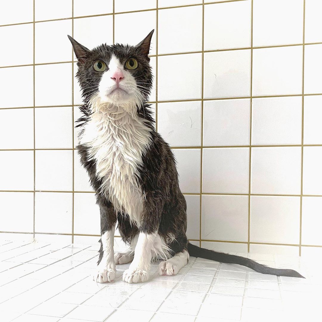 saastechfashion's tweet photo. ジェリー、シャワりました🚿
濡れ猫が好き💕
ジェリーは、あまり変わらない?
換毛期なので、シャワりました🚿
#ねこ #cat #meow #猫 #catsofinstagram #cats_of_instagram #catsofig #instacat #instacat_meows #instacat_models #pet #bestmeow #meow_beauties #meowvswoof #meowbox #cutecatcrew https://t.co/KByKZb7hU5