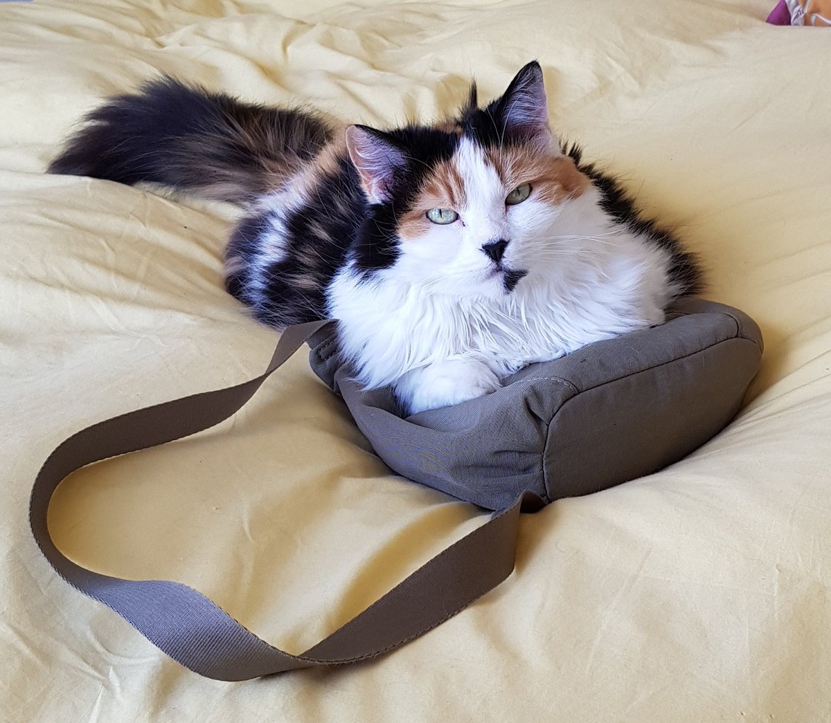CooksCat's tweet photo. I'm a little too protective over my new taupe handbag. #CatsofTwitter #Caturday #CatLife #CuteCat #CuteCats https://t.co/KWmFNfSaO7