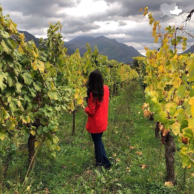 paesaggiirpini's tweet photo. ◦ https://t.co/ZoxTgw7Jdd
◦
✩ LOCATION : #Cesinali - Vigneti di Fiano
✩ PUBLISHED By @jade_lndf ------------------------------
Si trovano documenti relativi al vino Fiano già nel XII secolo: sono ordini di acquisto da parte della corte di Federico II di Svevia relativi al … https://t.co/obCuZFk7bD