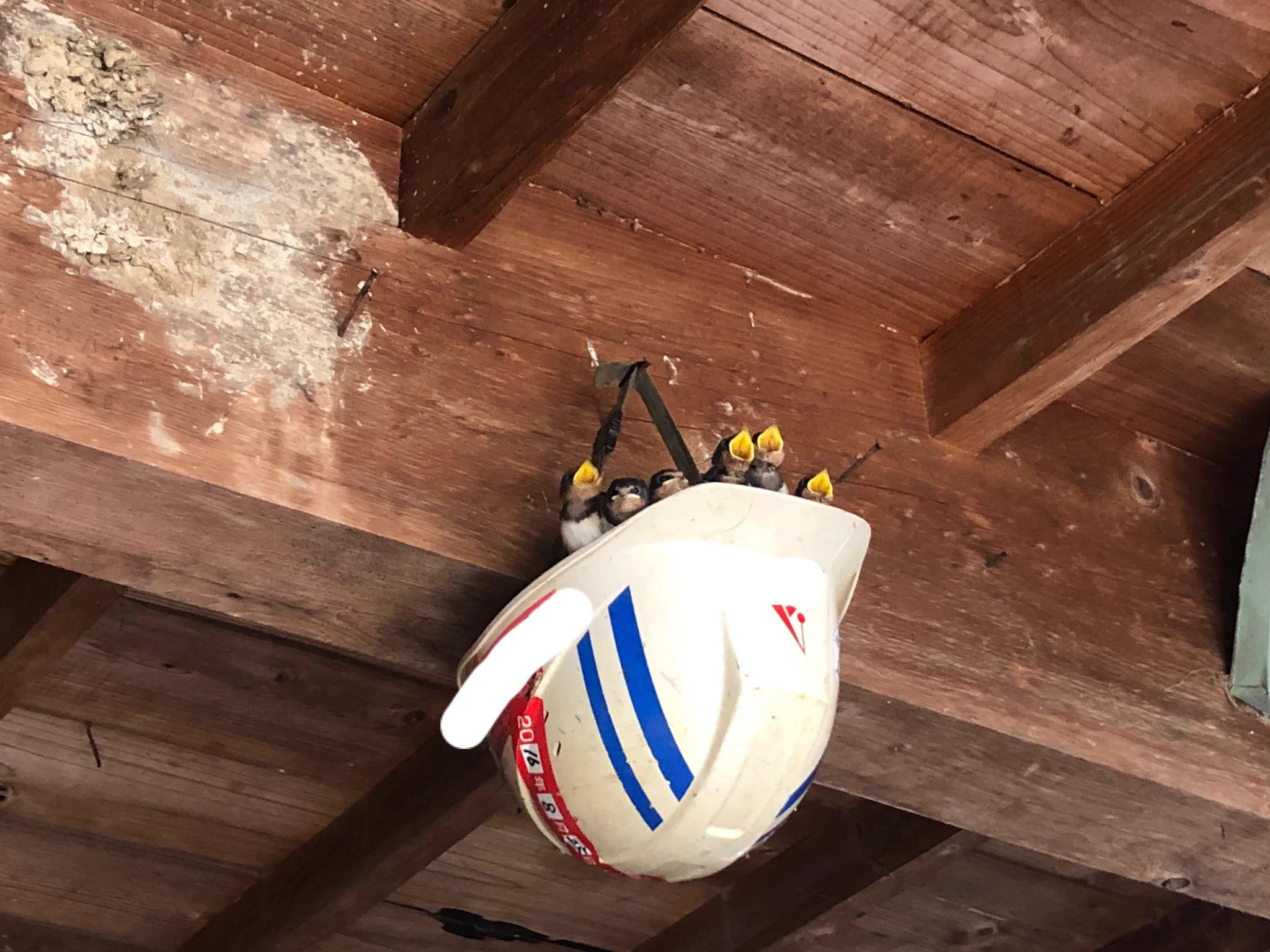 すくすくと育っていたツバメ。優しい人たちのお家で本当に良かったね・・・