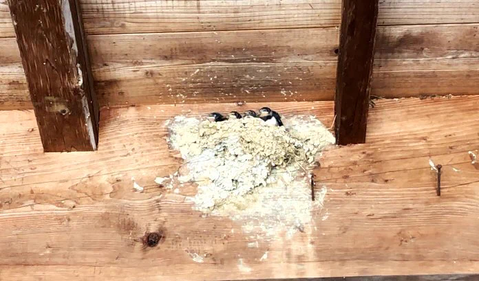 すくすくと育っていたツバメ。優しい人たちのお家で本当に良かったね・・・