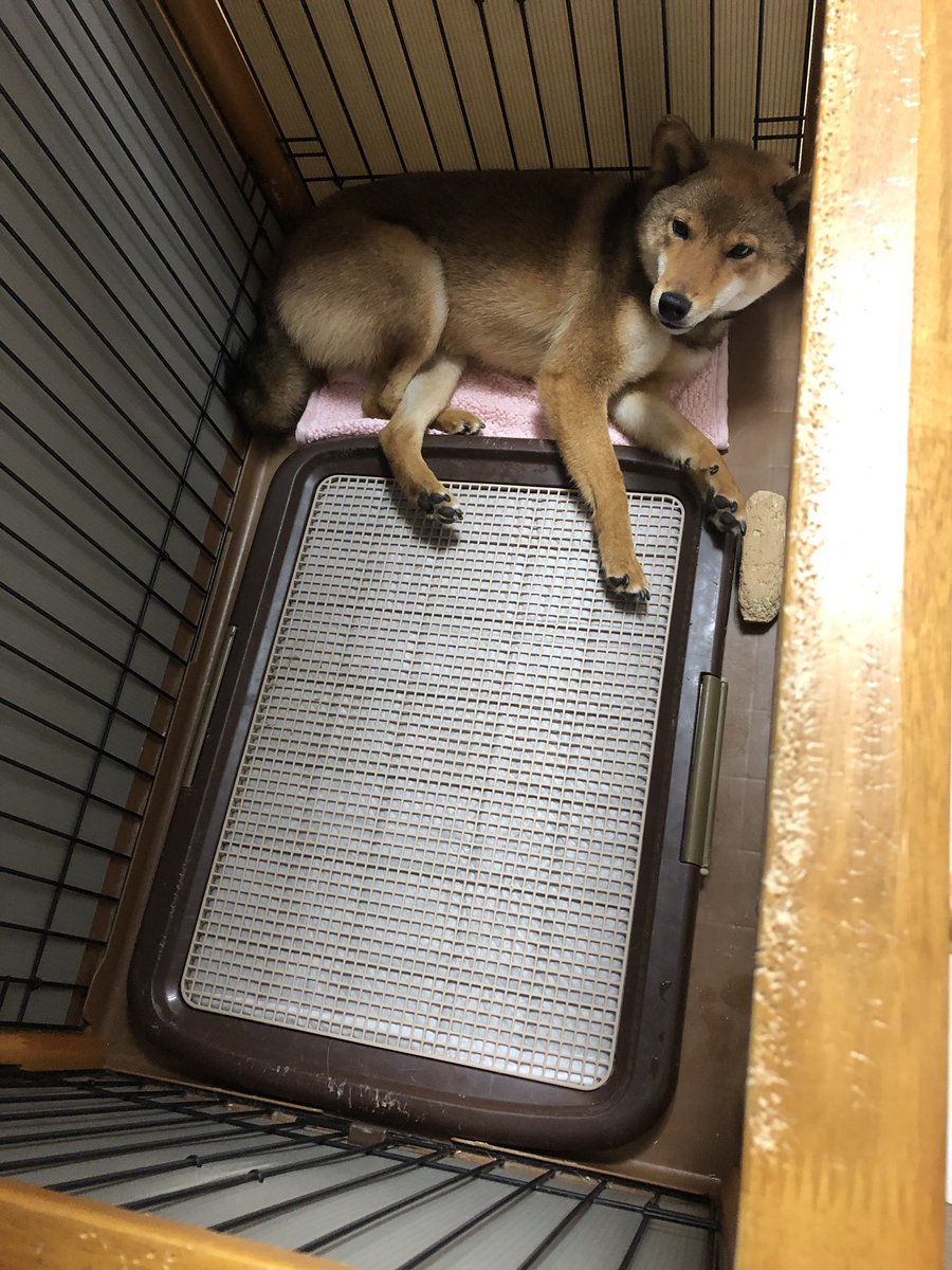 犬小屋自作 犬小屋自作