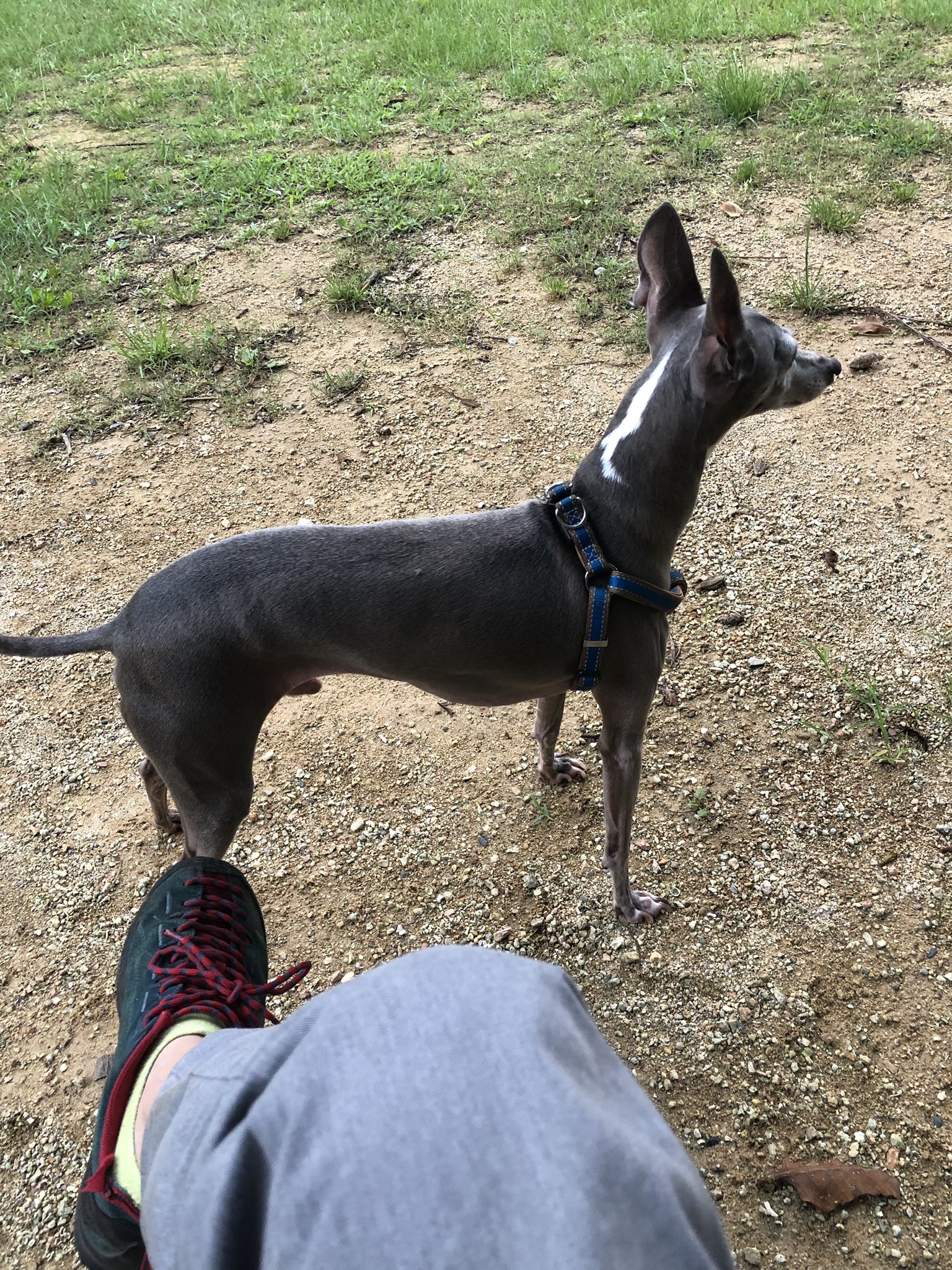 Dubb なんか細い犬来た T Co Mjgriawsz0 Twitter