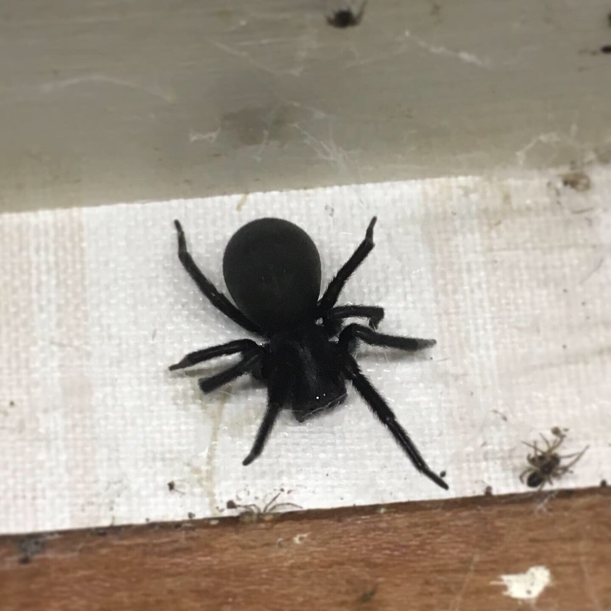 黒崖地蜘蛛 黒崖地蜘蛛