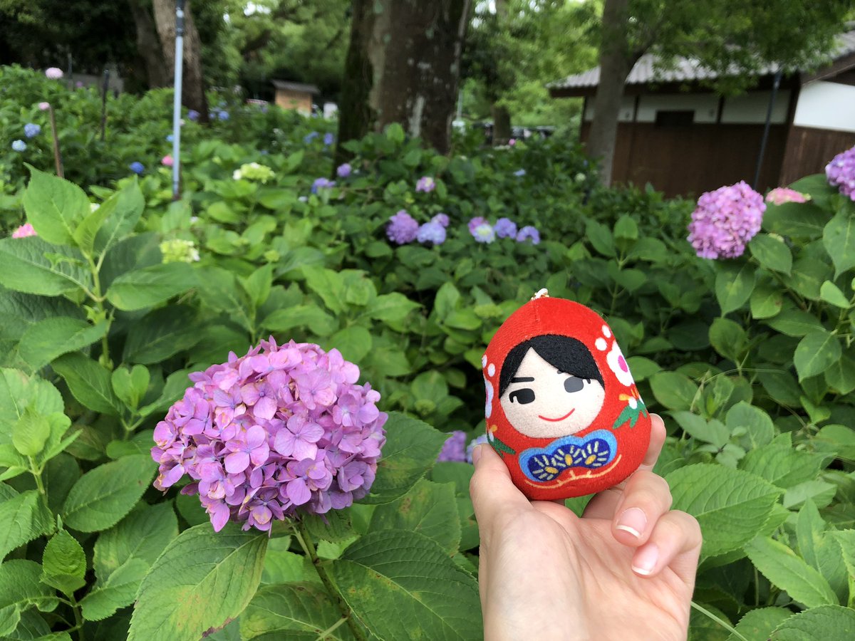 アジサイの花束 Hashtag On Twitter