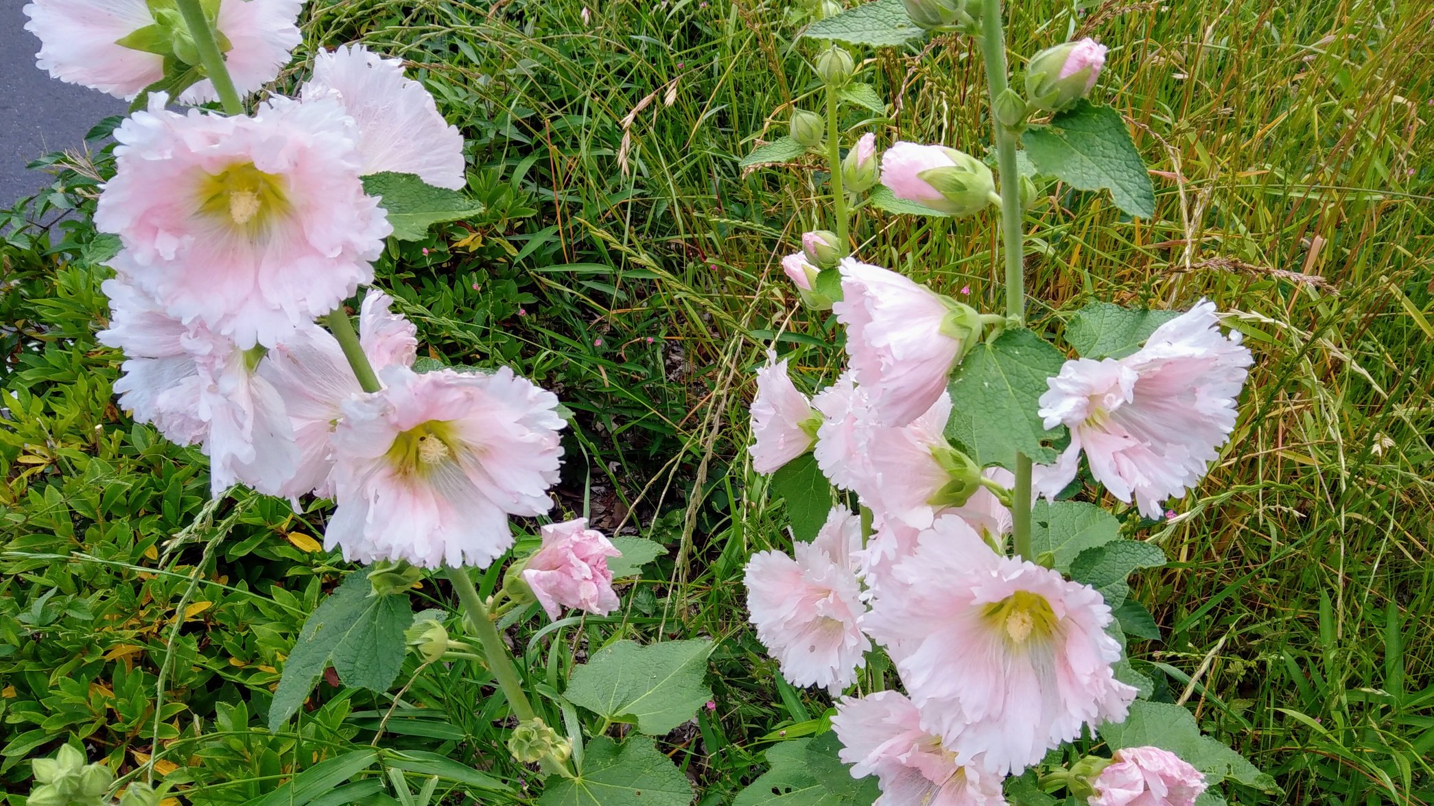 ザ 夕方カレー スタッフ 藤田 立葵 タチアオイ 6月頃 真っ直ぐ伸びた茎に赤やピンクの花を咲かせる 別称 梅雨葵 ツユアオイ 花言葉は 野心 など 癒しの花図鑑 T Co Ddicfoxgg1 Twitter