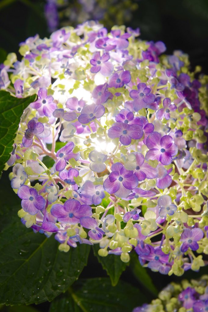 紫陽花かわいい