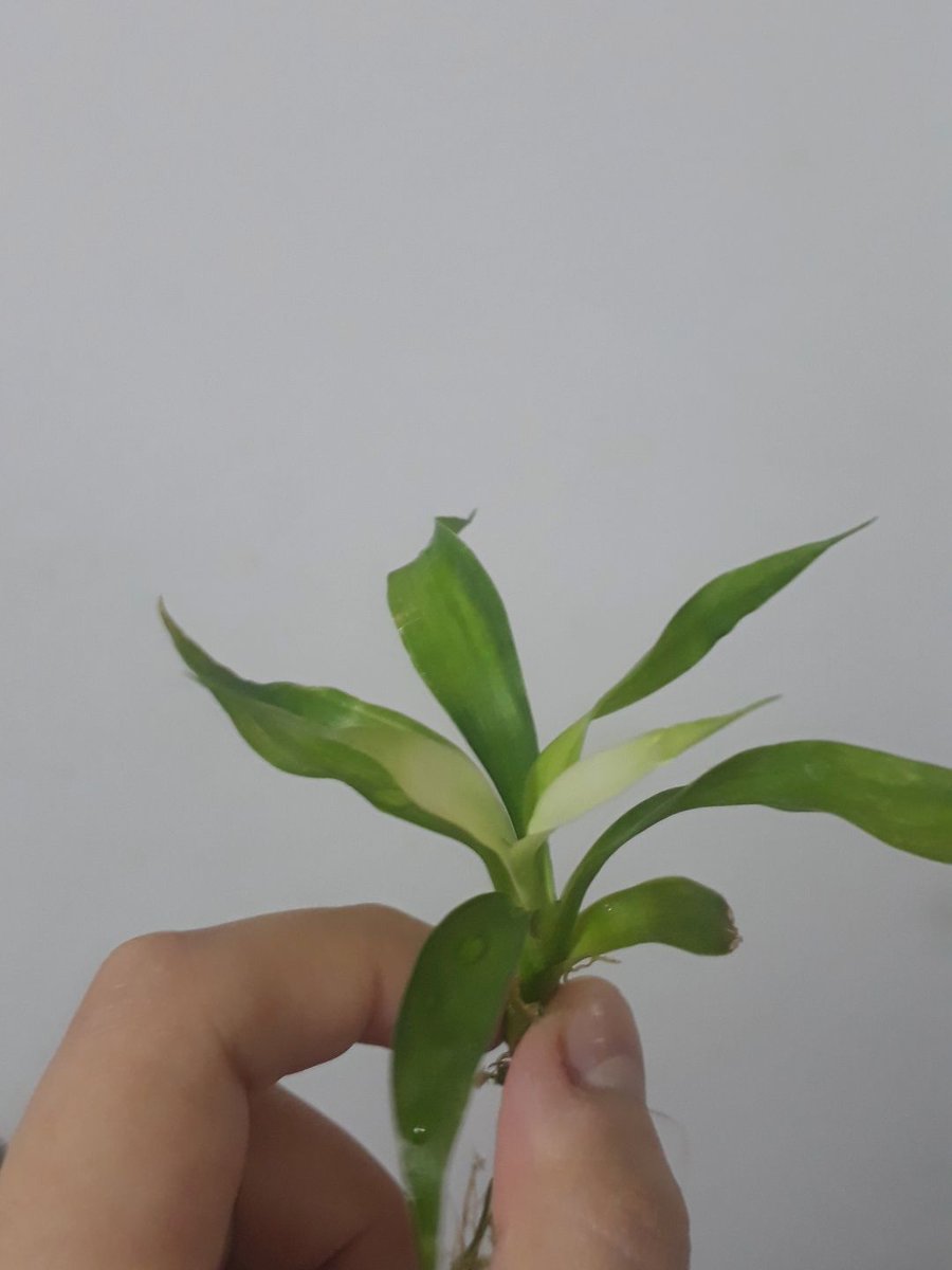 plant_intro tweet picture