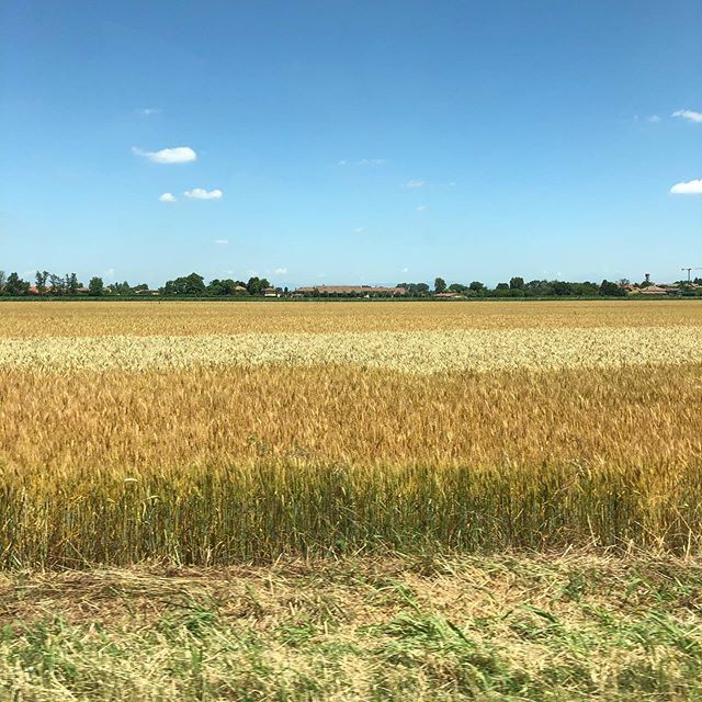 lorbus's tweet photo. #golden #fields of #wheat https://t.co/Uq0STBxiSe https://t.co/1YjR5EqpWM