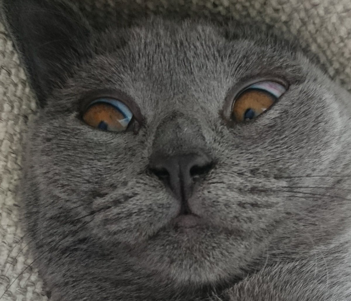 すごい顔で抱きついてくる猫 