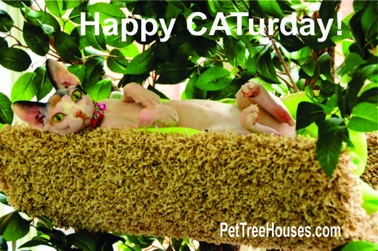 Pet Tree Houses (@pettreehouse) on Twitter photo 