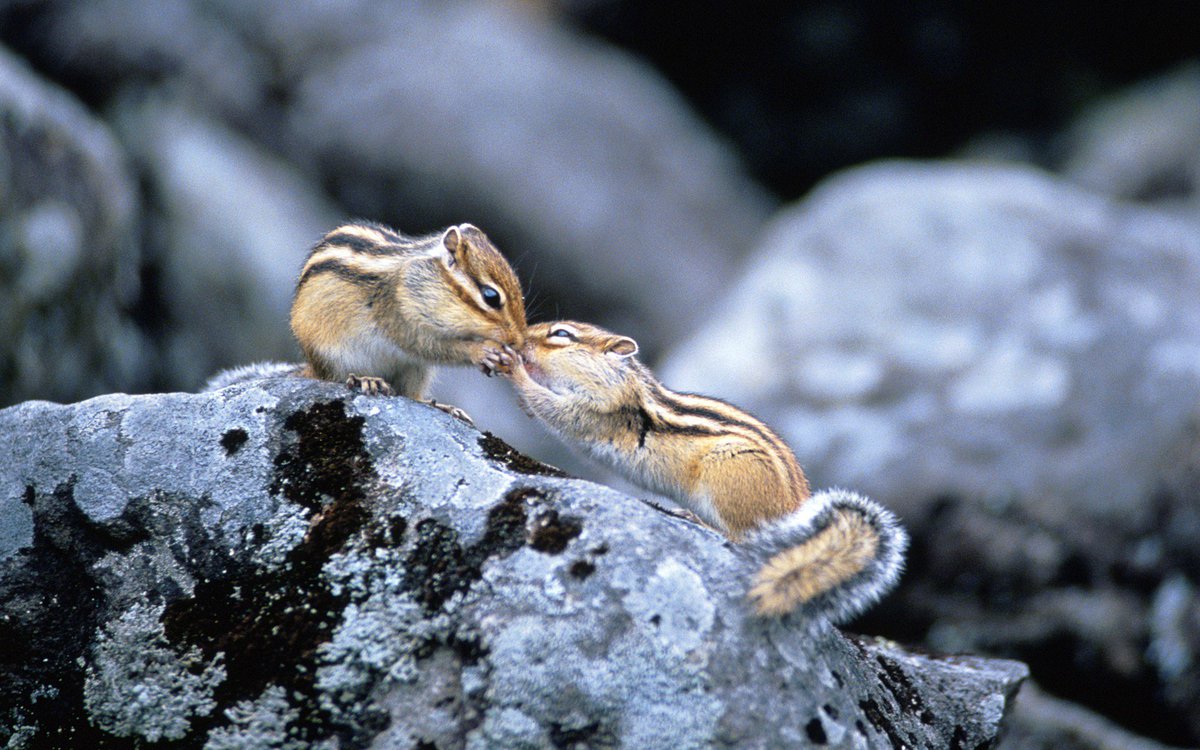 珍しい動物達 リスの認識方法 リスは他のリスとキスをすることがあります これは お互いを識別する為にキスをする習性があるそうです