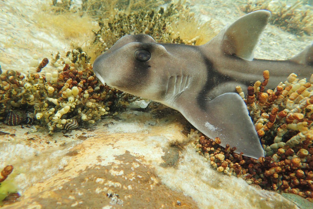Baby PJ #sharks reared under warmer temperatures displayed faster learning than those under current day temperatures but displayed greater mortality. 

New research from @catarina_vp, me, <a href="/joshreed_mq/">Josh Reed</a>, <a href="/CulumBrown/">Culum Brown 🇺🇦</a> <a href="/FishLab_MQ/">The Fish Lab MQ</a> 
link.springer.com/article/10.100…