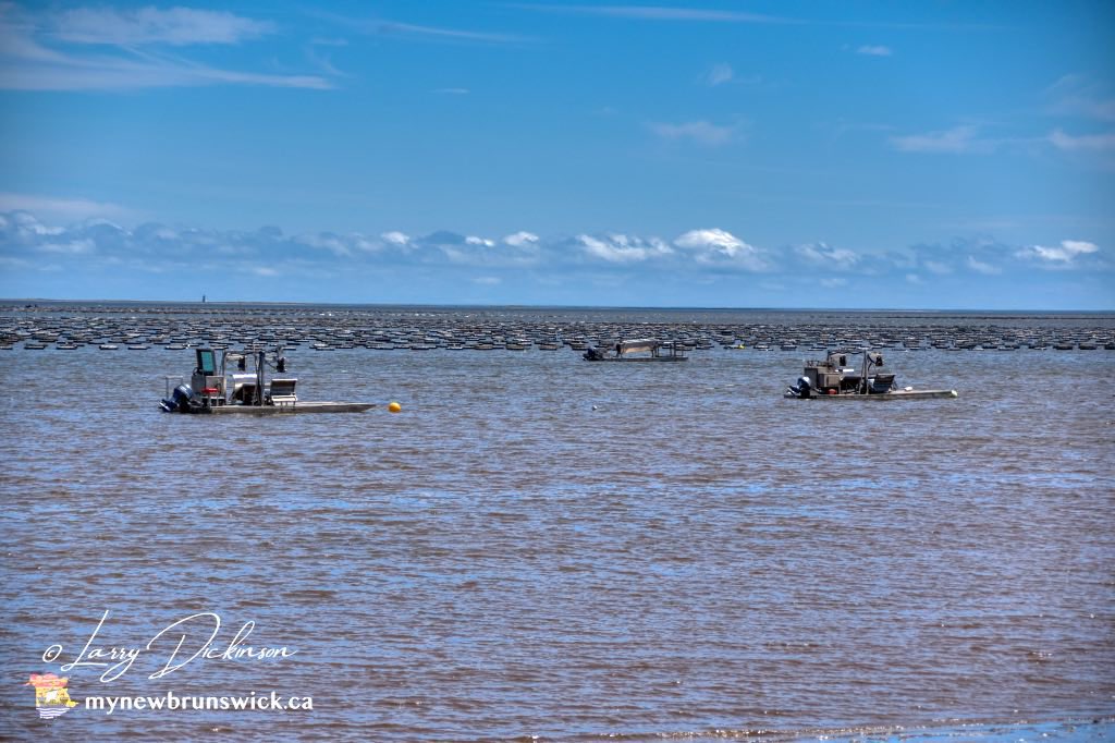 mynewbrunswick's tweet photo. Beautiful day on Bouctouche Bay. Raking clams to tending the Oysters pods. @NatureCanada @weathernetwork @DestinationNB @MurphTWN @cstclair1 @LTGOVNB @JessicaNgCTV @NateTWN https://t.co/KaDMLpWjXE