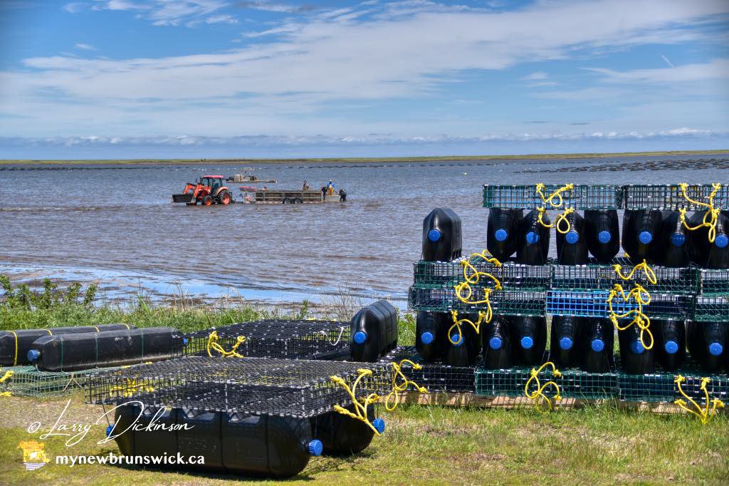 Beautiful day on Bouctouche Bay. Raking clams to tending the Oysters pods. <a href="/NatureCanada/">Nature Canada</a> <a href="/weathernetwork/">The Weather Network</a> <a href="/DestinationNB/">New Brunswick / Nouveau-Brunswick</a> <a href="/MurphTWN/">Chris Murphy TWN</a> <a href="/cstclair1/">Chris St.Clair</a> <a href="/LTGOVNB/">Hon. J Roy Vienneau</a> @JessicaNgCTV <a href="/NateTWN/">Nathan Coleman</a>