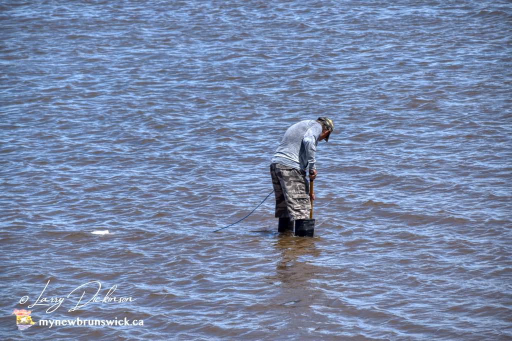 mynewbrunswick's tweet photo. Beautiful day on Bouctouche Bay. Raking clams to tending the Oysters pods. @NatureCanada @weathernetwork @DestinationNB @MurphTWN @cstclair1 @LTGOVNB @JessicaNgCTV @NateTWN https://t.co/KaDMLpWjXE